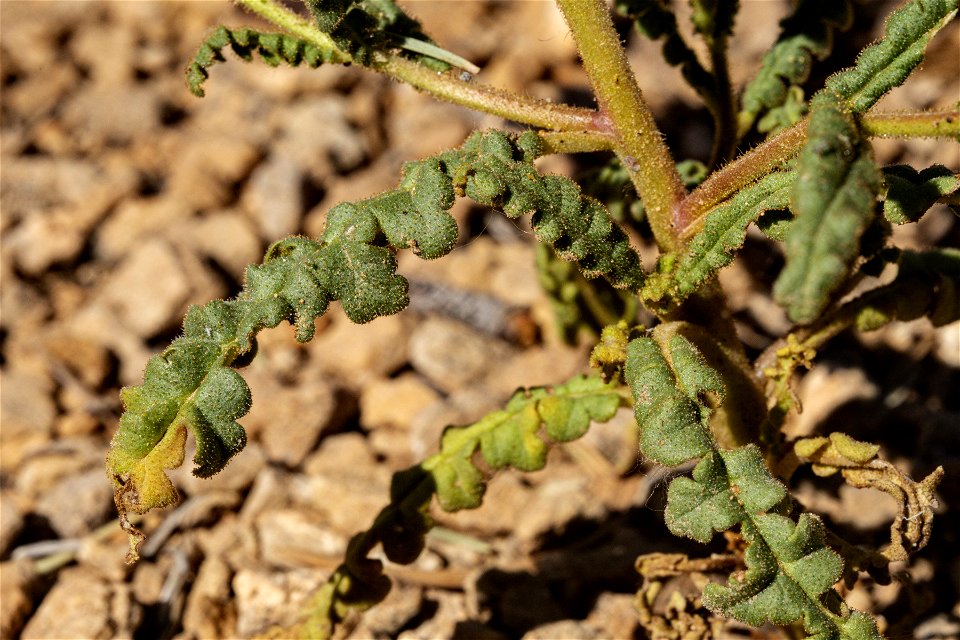 Phacelia corrugata