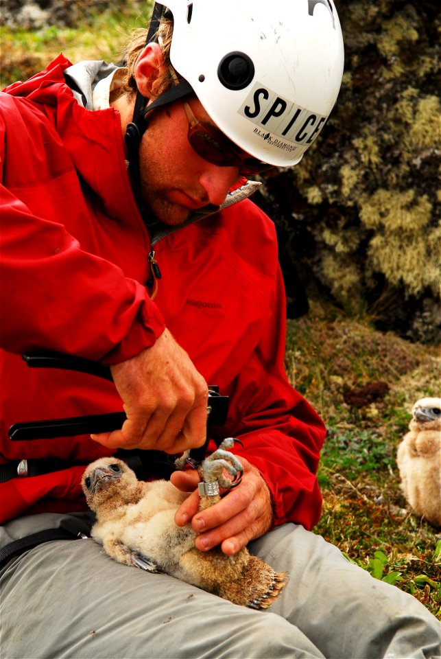 Banding a Gyrfalcon nestling