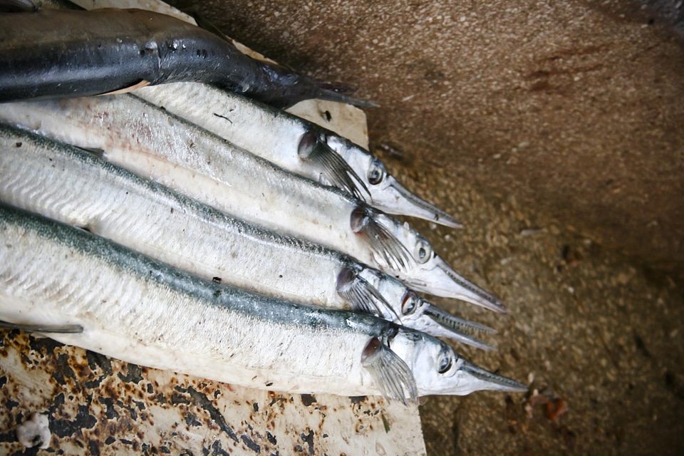 Fishes animals food