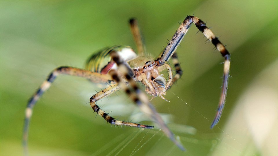 Argiope bruennichi (Wespenspinne) Weibchen mit Beute