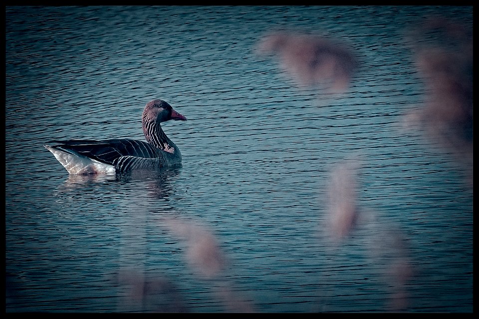 Greylag Goose - Anser anser