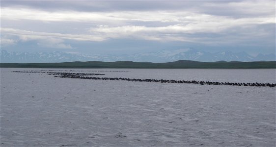 Stellers Eider molting flock photo