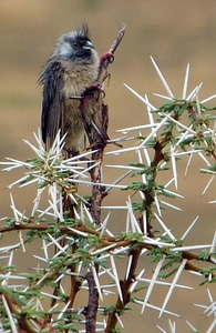 Bird animal tree photo