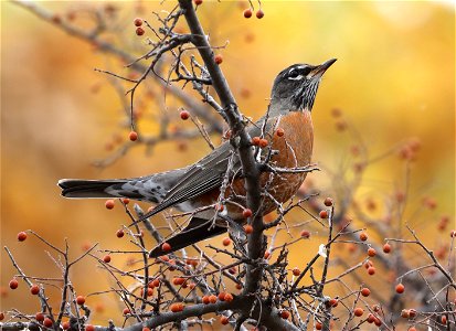 756 - AMERICAN ROBIN (11-26-2021) rattlesnake spring, caelsbad caverns nat park, eddy co, nm -03