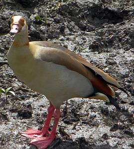 Duck goose animal photo