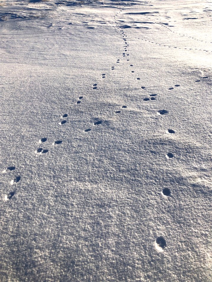 Converging Tracks