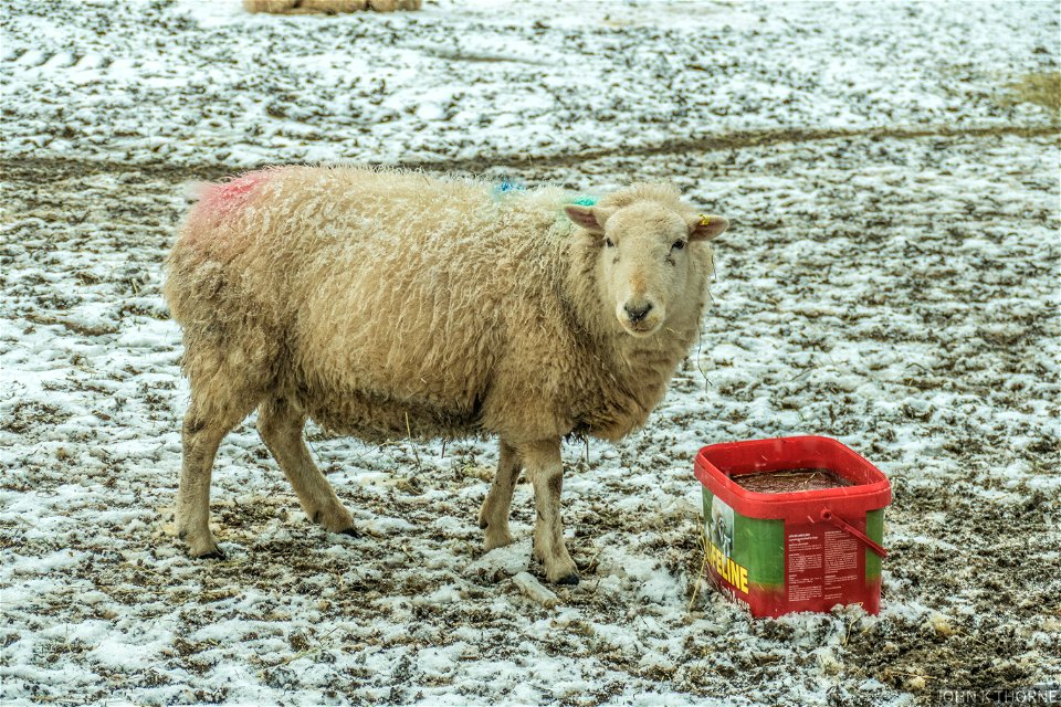 Excuse me, my dinner is frozen!
