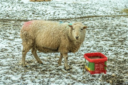 Excuse me, my dinner is frozen! photo