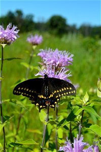 Black Swallowtail Butterfly photo