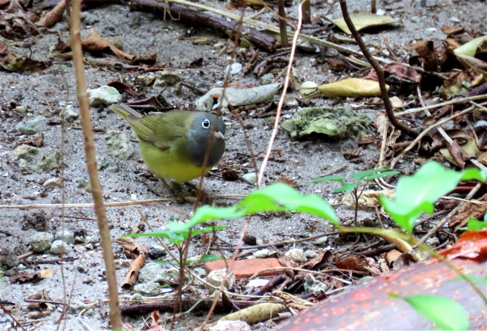 Connecticut Warbler