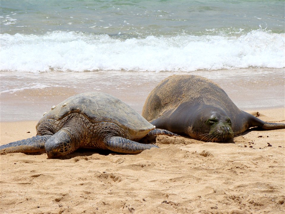 HIHWNMS Endangered Species Act- Barbara Billan