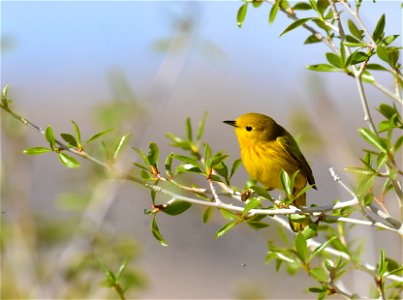 Yellow warbler on Seedskadee National Wildlife Refuge