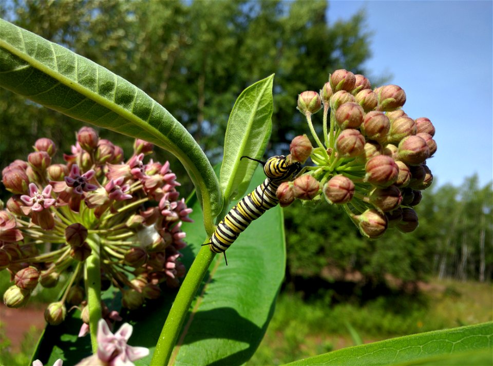 Monarch Caterpillar on Common Milkweed in Minnesota