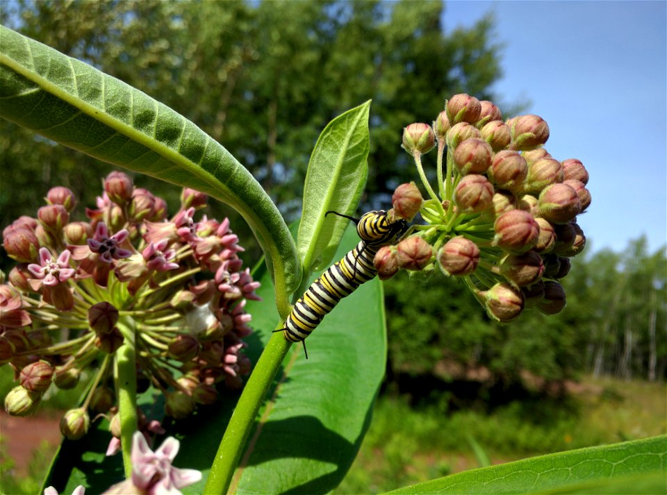 Monarch Caterpillar on Common Milkweed in Minnesota photo