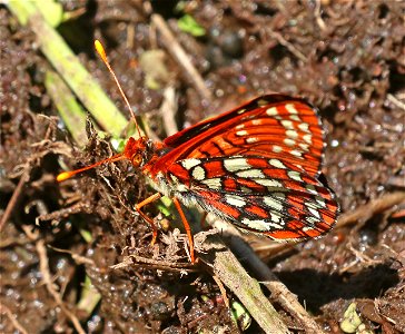 CHECKERSPOT, VARIABLE (Euphydryas chalcedona) (6-28-2021) 4900 ft, bear basin meadow, smith river nat rec area, del norte co, ca -02