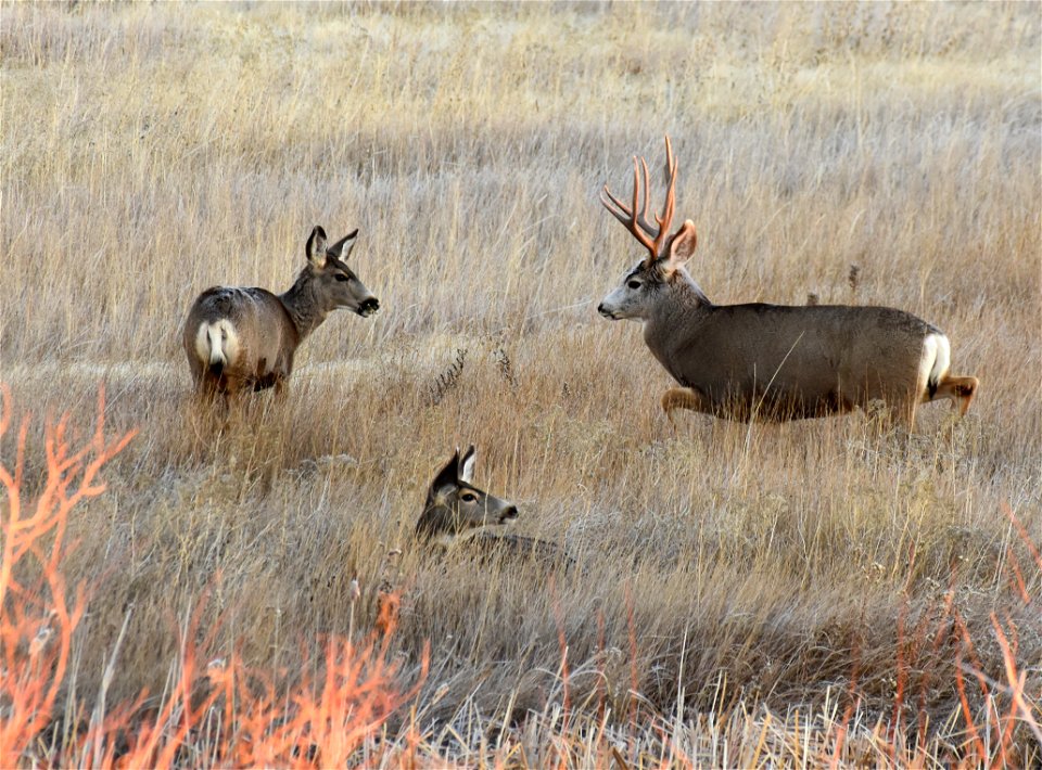 Mule deer at Seedskadee National Wildlife Refuge