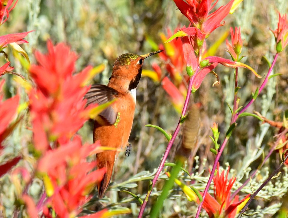 Rufous hummingbird at Seedskadee National Wildlife Refuge