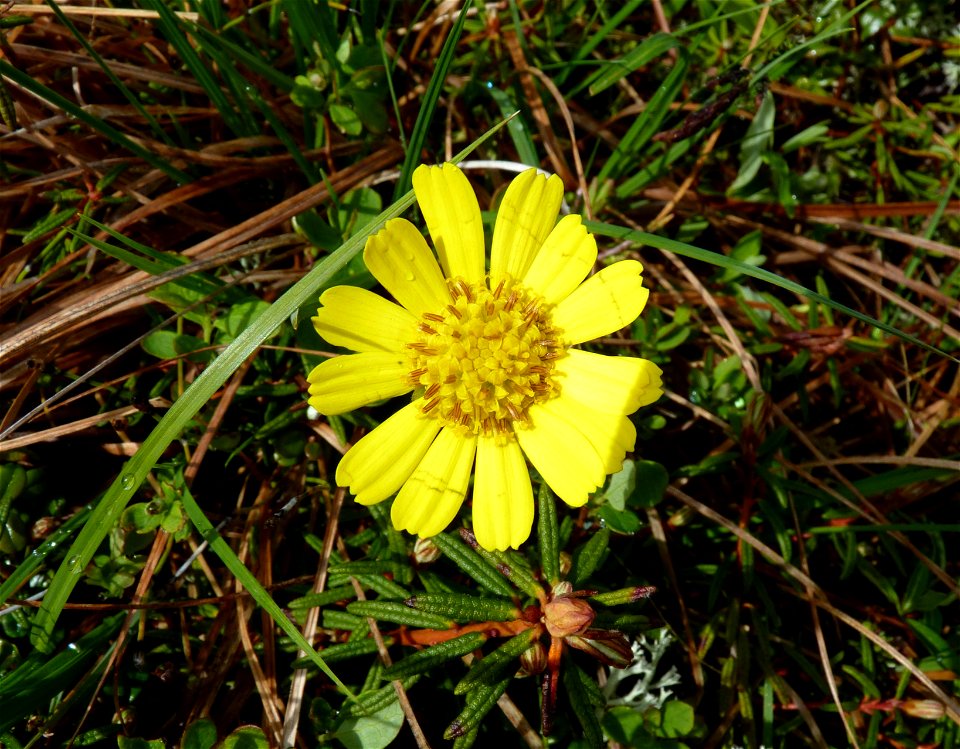 Tephroseris_6-13-2011