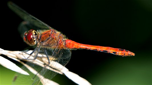 Sympetrum sanguineum (Blutrote Heidelibelle), Männchen