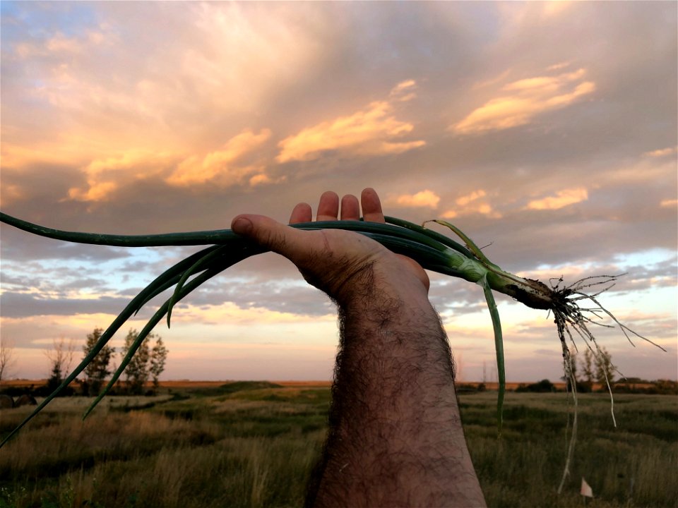 Behold the Home Grown Green Onion