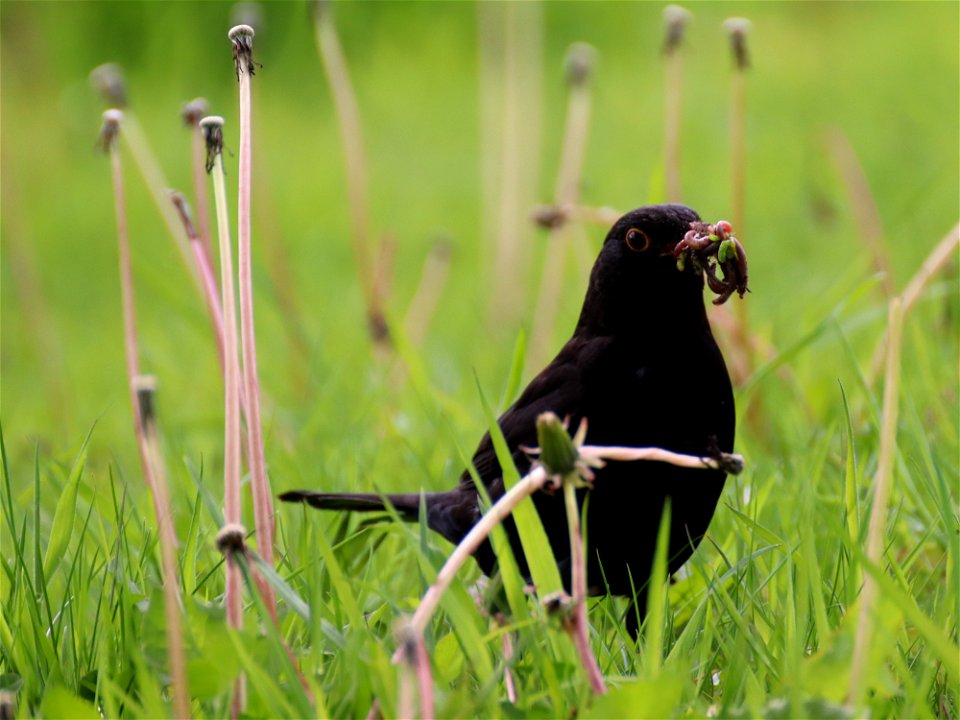 An Early Bird photo