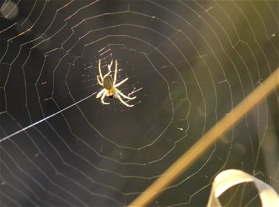 Spider building web at Seedskadee National Wildlife Refuge photo