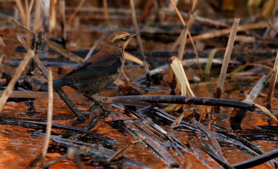 Rusty Blackbird Huron Wetland Management District South Dakota