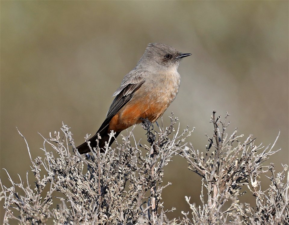 588 - SAY'S PHOEBE (11-17-2021) morro bay, slo county, ca -01