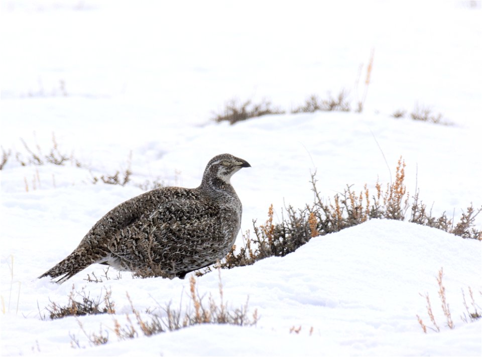 Greater sage-grouse on Seedskadee National Wildlife Refuge