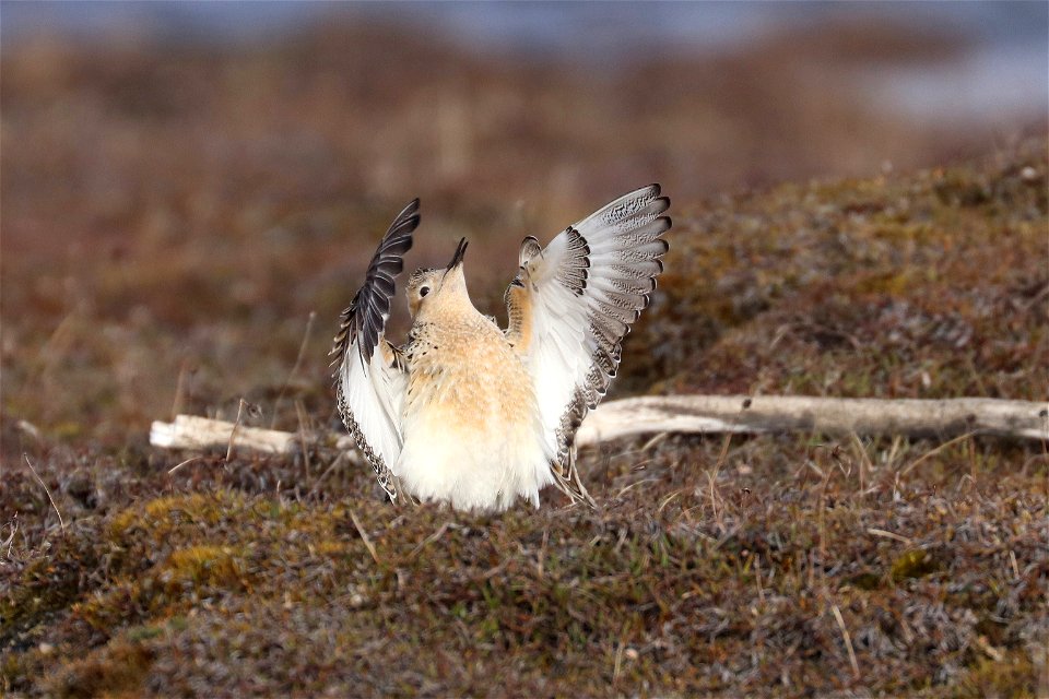 Buff-breasted sandpiper display