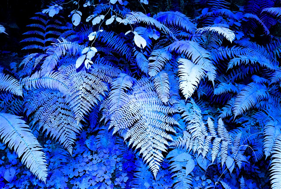PHOTOSHOP WATERCOLOR STUDIES - Dust on roadside plants, del norte co, ca -16
