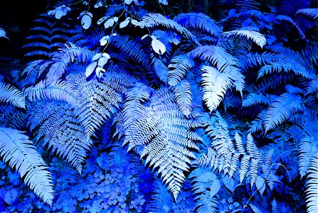 PHOTOSHOP WATERCOLOR STUDIES - Dust on roadside plants, del norte co, ca -16