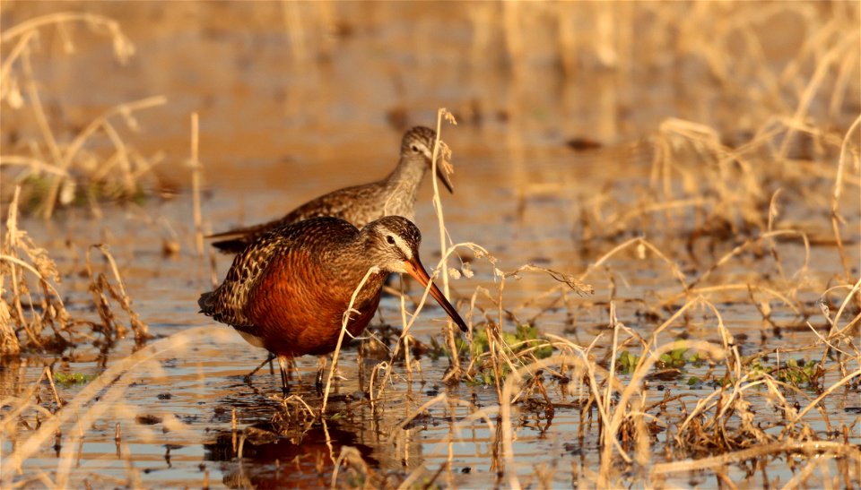 Hudsonian Godwit and Greater Yellowlegs Huron Wetland Management District photo