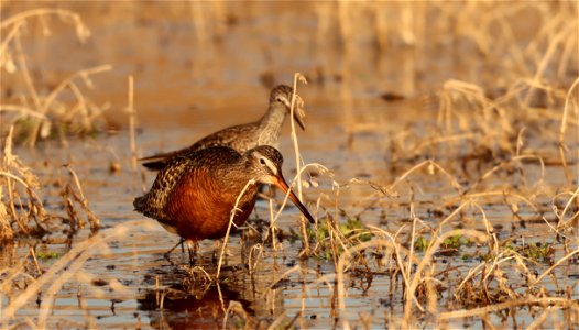 Hudsonian Godwit and Greater Yellowlegs Huron Wetland Management District