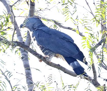206 - HOOK-BILLED KITE (11-27-2022) bentsen rio grande state park, palmview, hidalgo co, tx -02