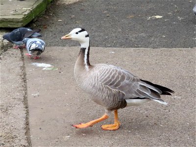 Goose Stepping Out photo