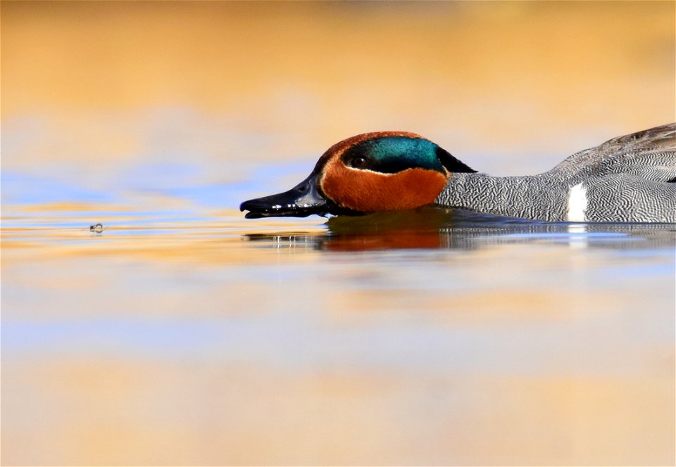 Green-winged teal at Seedskadee National Wildlife Refuge
