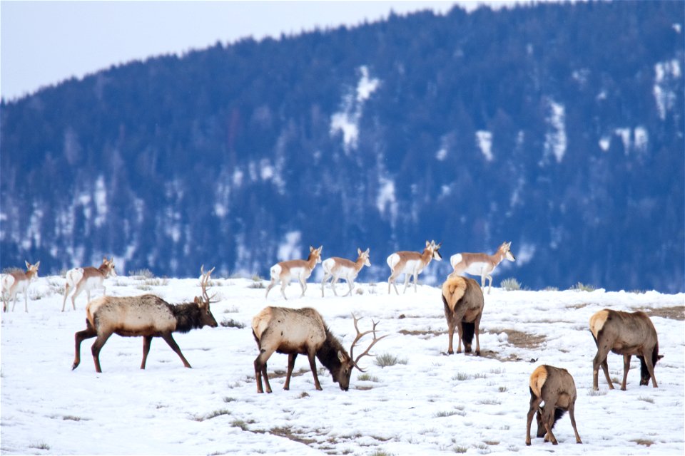 Pronghorn & Elk on the National Elk Refuge