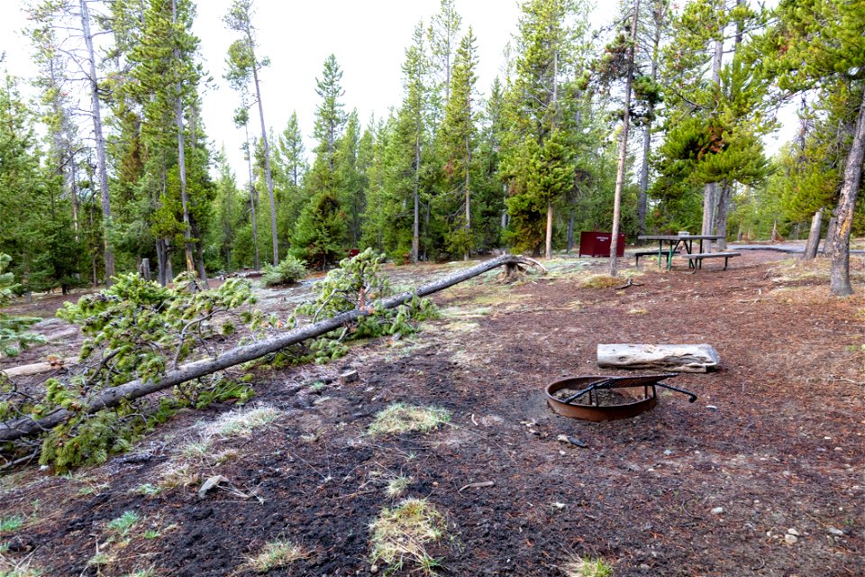 Fallen tree in Norris Campground