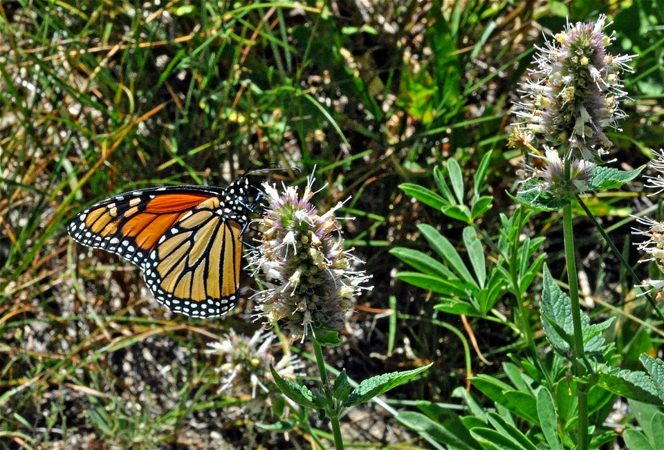 Monarch Butterfly in Oregon
