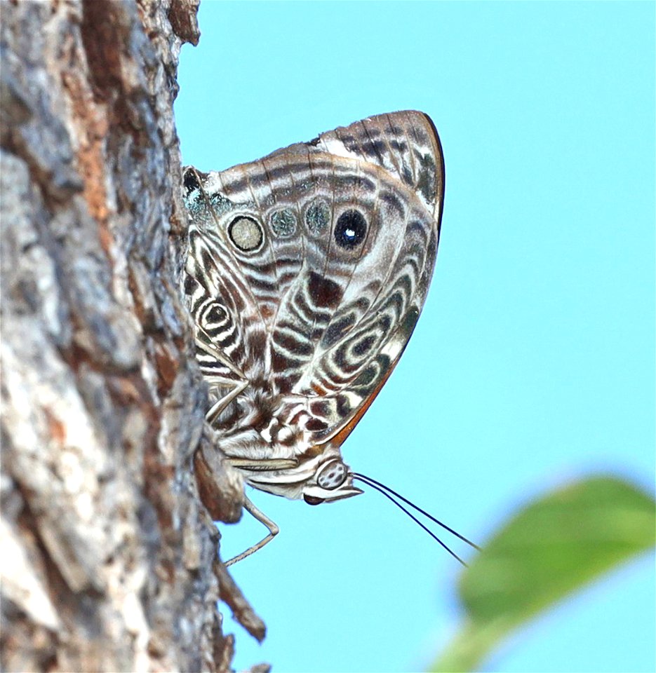 BEAUTY, BLOMFIELD'S (Smyrna blomfildia) (01-14-2022) national butterfly center, hidalgo co, tx -01 (2)