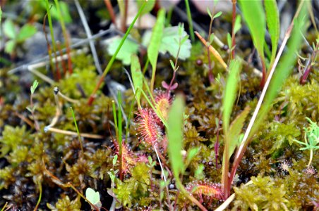 Sundew photo