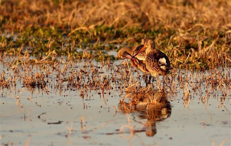 Hudsonian Godwits Huron Wetland Management District photo