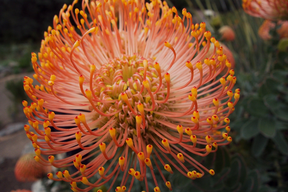 Flower nature landscape
