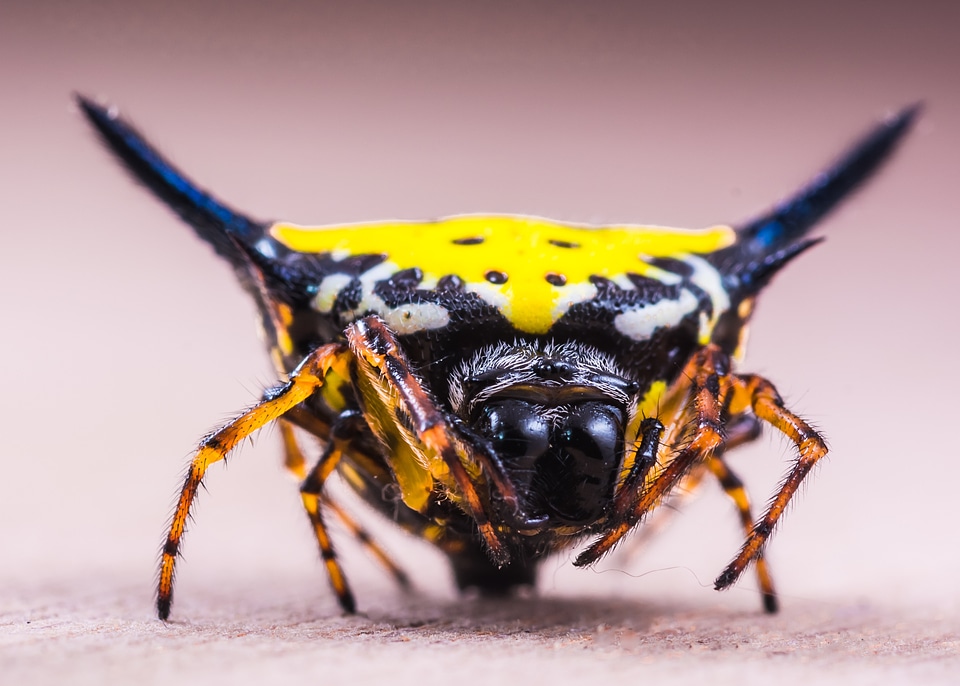 Close up yellow exotic photo