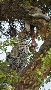 Animal cheetah tree photo
