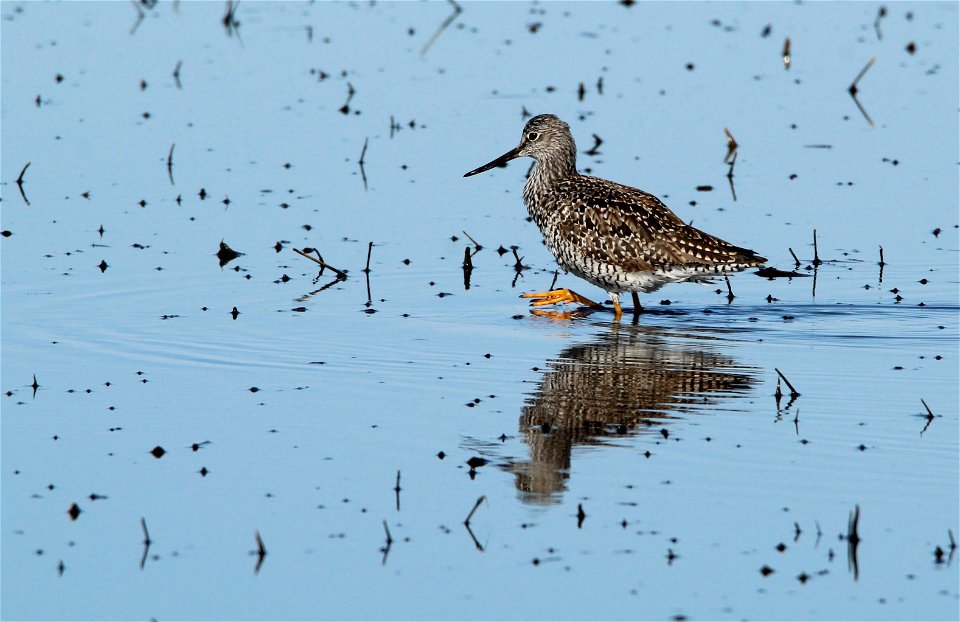 Greater Yellowlegs Huron Wetland Management District photo