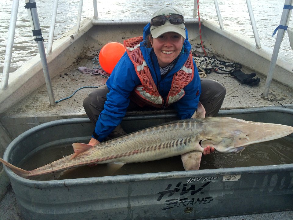Pallid Sturgeon Monitoring in the Missouri River