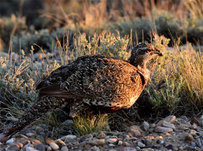 Greater sage-grouse at Seedskadee National Wildlife Refuge photo