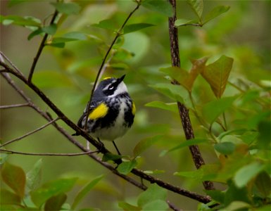 Yellow-rumped Warbler photo